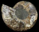 Cut Ammonite Fossil (Half) - Agatized #37153-1